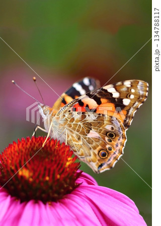 Beautiful painted lady butterfly on purple coneflower Beautiful painted lady butterfly on purple coneflower 134788117