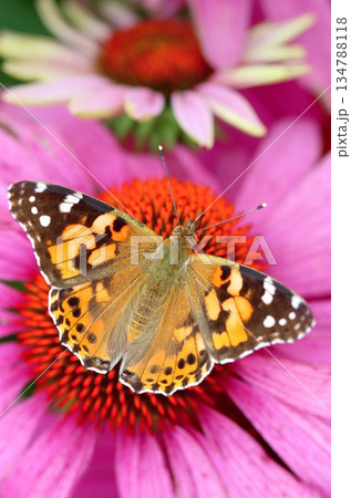 Beautiful painted lady butterfly on purple coneflower 134788118
