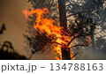 山火事が燃え広がる自然災害 134788163