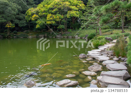 清澄庭園の池と飛び石 鯉が泳ぐ緑豊かな庭園風景 清澄庭園の池と飛び石 鯉が泳ぐ緑豊かな庭園風景 134788533
