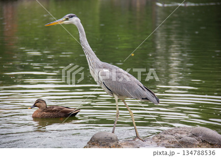 清澄庭園の池に佇むアオサギと泳ぐカルガモ 水辺に集まる野鳥の姿 134788536