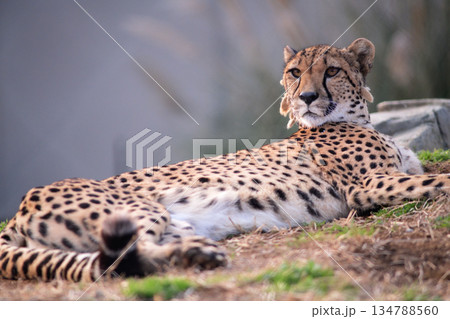 夕食を待つ間に横たわって遠くを眺めるチーター 134788560