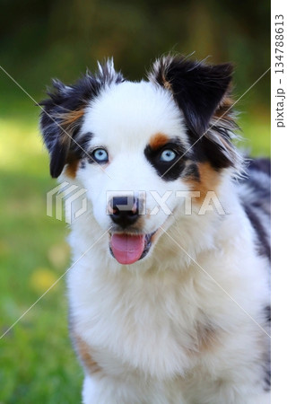Cute Miniature American Shepherd puppy 134788613