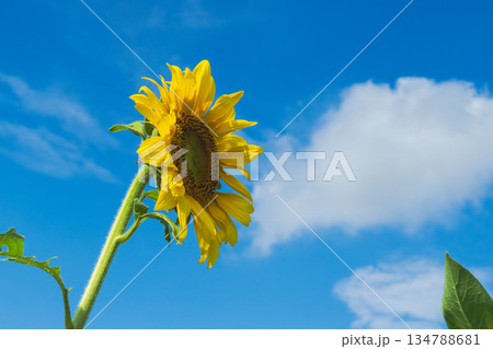 秋の青空とヒマワリの花03 134788681