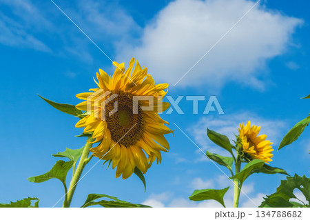 秋の青空とヒマワリの花04 秋の青空とヒマワリの花04 134788682