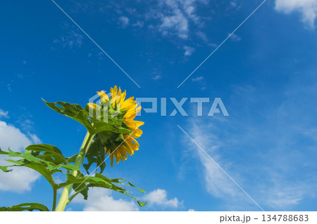 秋の青空とヒマワリの花05 秋の青空とヒマワリの花05 134788683