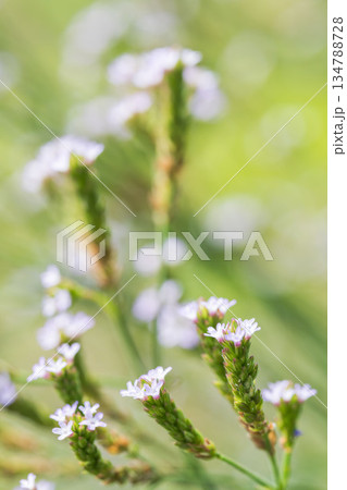秋の草地　アレチハナガサの紫色の小さな花04 134788728
