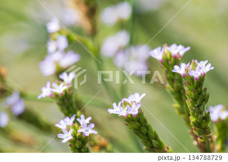 秋の草地　アレチハナガサの紫色の小さな花05 134788729