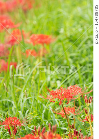 秋の花　田んぼに咲く彼岸花25 134788785