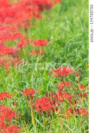 秋の花　田んぼに咲く彼岸花28 134788788