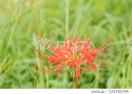 秋の花　田んぼに咲く彼岸花34 134788794