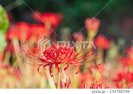 秋の花　田んぼに咲く彼岸花39 134788799