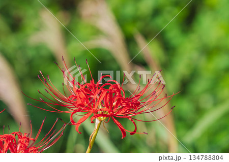 秋の花　田んぼに咲く彼岸花44 134788804