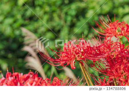 秋の花　田んぼに咲く彼岸花46 134788806