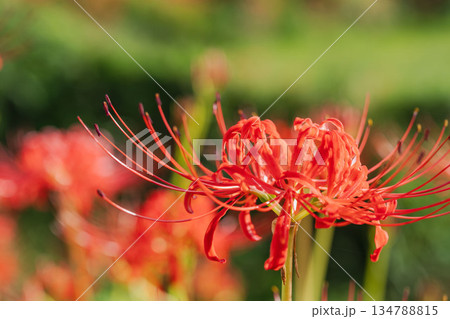 秋の花　田んぼに咲く彼岸花55 134788815