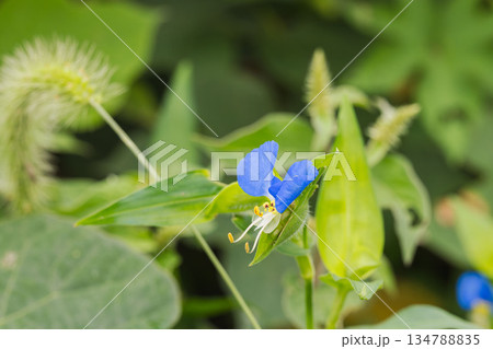 秋の森 ツユクサの青い花01 秋の森 ツユクサの青い花01 134788835