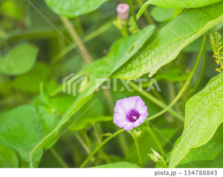 秋の森　ホシアサガオのピンク色の花08 134788843