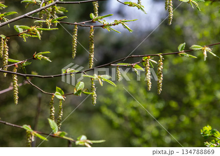 Coltsfoot blooms gracefully in springtime signaling the arrival of warmer weather and vibrant landscapes 134788869