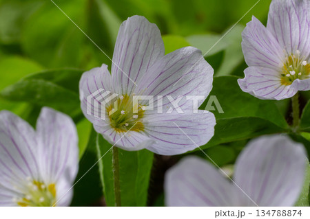 Common Wood Sorrel blooms with delicate white petals and green leaves in a forest setting during early spring 134788874