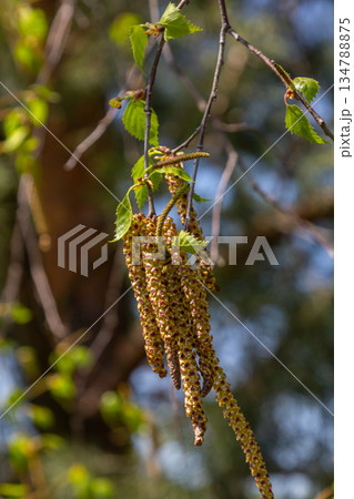 Drooping catkins of Betula pendula glistening in sunlight during spring in a lush green forest setting Drooping catkins of Betula pendula glistening in sunlight during spring in a lush green forest setting 134788875
