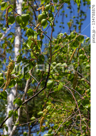Silver birch tree showcasing white bark and drooping catkins in a vibrant spring setting under blue skies 134788876