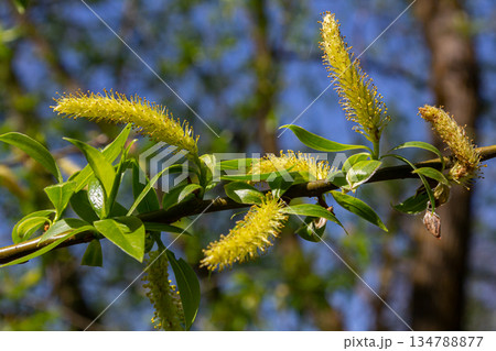 Willow blossoms emit vibrant colors in early spring showcasing nature's beauty along a peaceful riverside 134788877