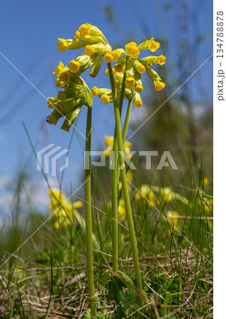 Primula veris blooms vibrantly in early spring showcasing bright yellow bell-shaped flowers against a clear blue sky on a sunlit day 134788878