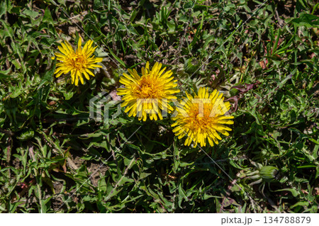 Bright yellow flowers of Common Dandelion bloom among vibrant green grass in a sunny outdoor setting during springtime 134788879
