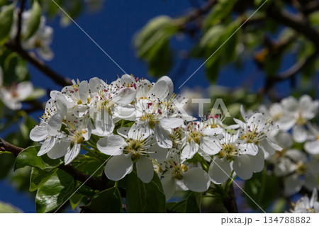 Blooming pear blossoms adorn trees in spring showcasing delicate white petals against a bright blue sky in a vibrant natural setting 134788882