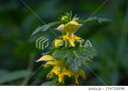 Yellow archangel showcases vibrant yellow flowers among lush green foliage in the woodland habitat of Galeobdolon luteum 134788896