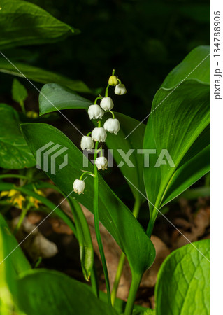 Fragrant lily of the valley blooms among lush green foliage in a tranquil woodland setting during springtime 134788906