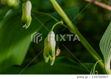 Blooming Solomon's Seal showcases delicate white flowers among lush green foliage in a serene woodland setting during springtime Blooming Solomon's Seal showcases delicate white flowers among lush green foliage in a serene woodland setting during springtime 134788907