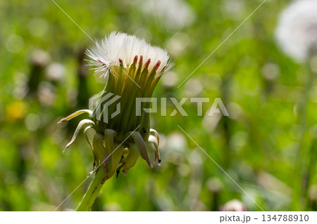 Close-up view of common dandelion seed head surrounded by green grass in a bright sunny field 134788910