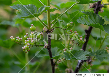 Unripe red currant berries growing on a bush in a lush garden during the early summer season Unripe red currant berries growing on a bush in a lush garden during the early summer season 134788912