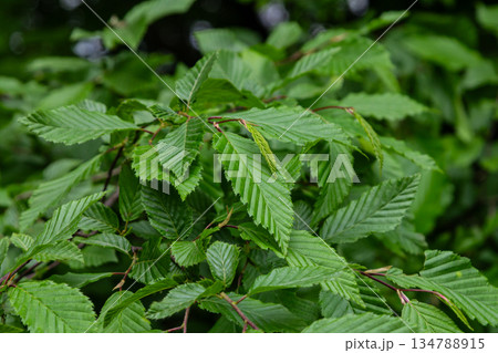 Close-up of Carpinus betulus leaves showcasing distinctive toothed edges and vibrant green color in a natural setting during mid-spring Close-up of Carpinus betulus leaves showcasing distinctive toothed edges and vibrant green color in a natural setting during mid-spring 134788915