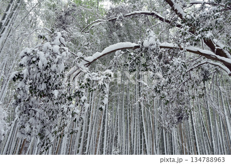 雪の降り積もる竹林 134788963