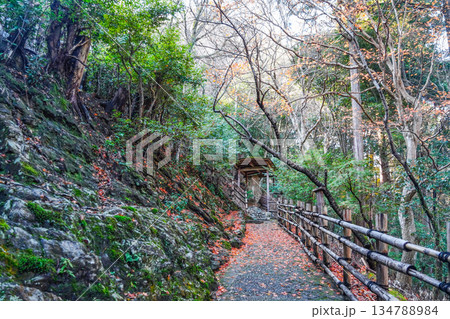 大悲閣（千光寺）参道 134788984
