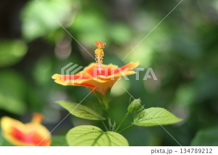 Beautiful flower close up photography. Red and yellow flower. 134789212
