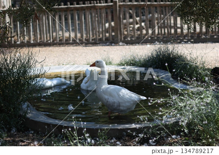 White goose walking in garden. Farm photo. White goose walking in garden. Farm photo. 134789217