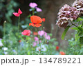 Beautiful wild flowers in the field. 134789221