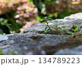 Macro photography of the plant in stone. 134789223