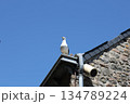Seagull on the top of roof. 134789224
