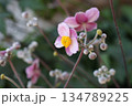 Beautiful pink flower close up photography. Vintage flower. 134789225