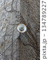Rustic old building with dried tree 134789227