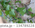 Cute green plant vertical photography. 134789228