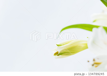 アルストロメリアの開きかけた白い花を白背景で撮影10 アルストロメリアの開きかけた白い花を白背景で撮影10 134789245
