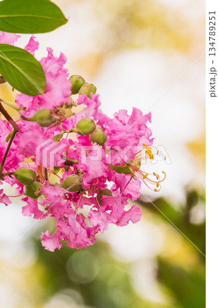 晩夏の季節 ピンク色のサルスベリの花04 晩夏の季節 ピンク色のサルスベリの花04 134789251
