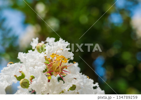 晩夏の季節 白色のサルスベリの花06 晩夏の季節 白色のサルスベリの花06 134789259
