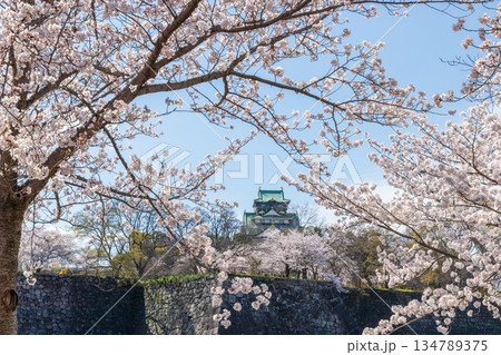 大阪城公園の桜風景　大阪市中央区にて 134789375