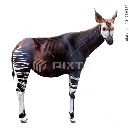 Okapi. Okapia johnstoni isolated on white background with clipping path. Okapi. Okapia johnstoni isolated on white background with clipping path. 134789586